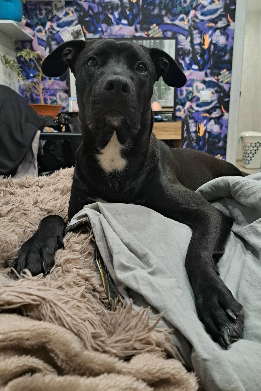 Пропала собака, район 22 школы