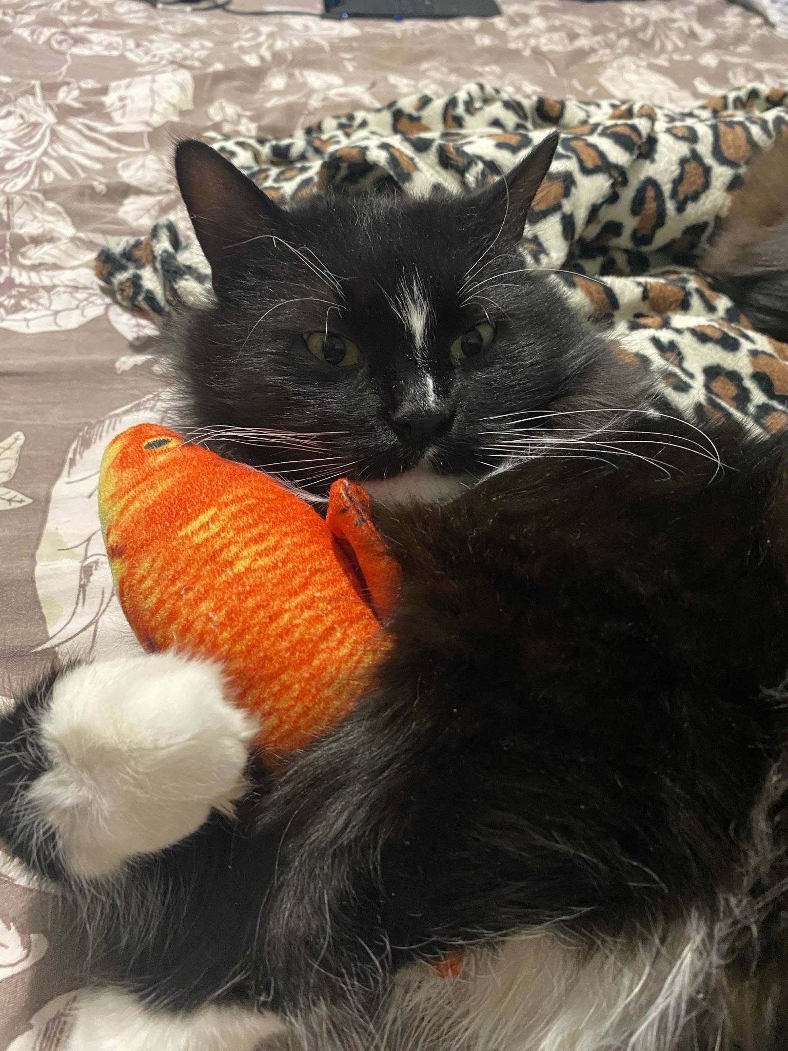 Найден черно-белый кот, Фокинский район