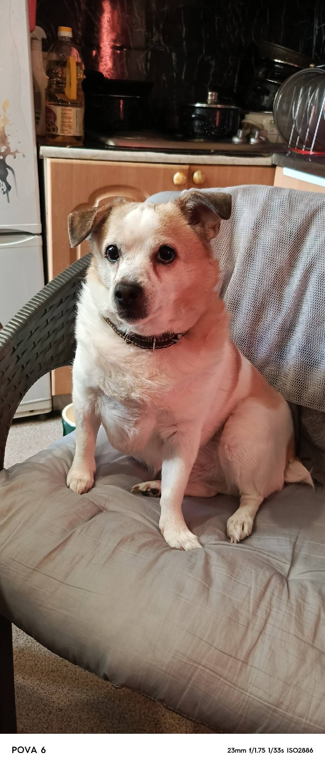 Пропал пёс, микрорайон хромпик