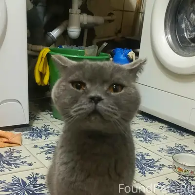 Найден британец, г. Электросталь