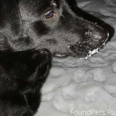 Найденна домашняя собака, Брагино