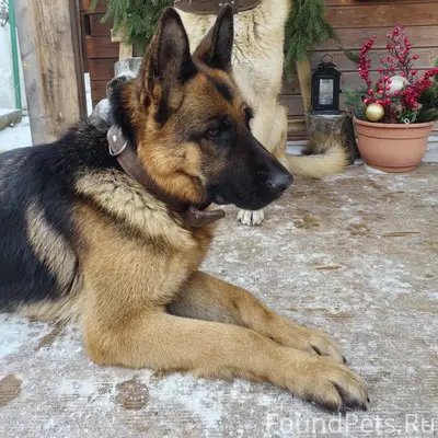 Пропали немецкая овчарка и метис, Афанасово