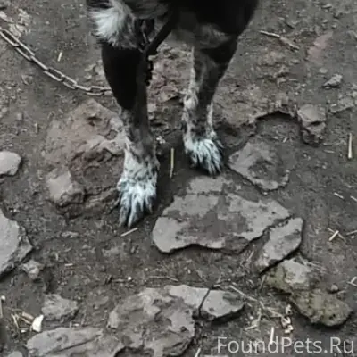 Пропала собака