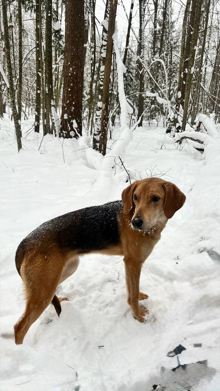 Пропала Русская гончая, Навля, район больницы