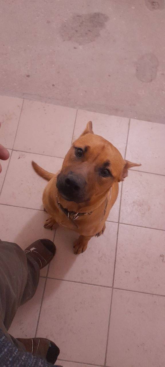 Найден рыжий пёс с ошейником, Саратов, Солнечный