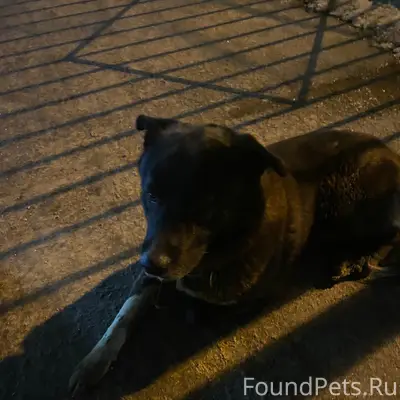 Найден тип собака, район Космонавтов