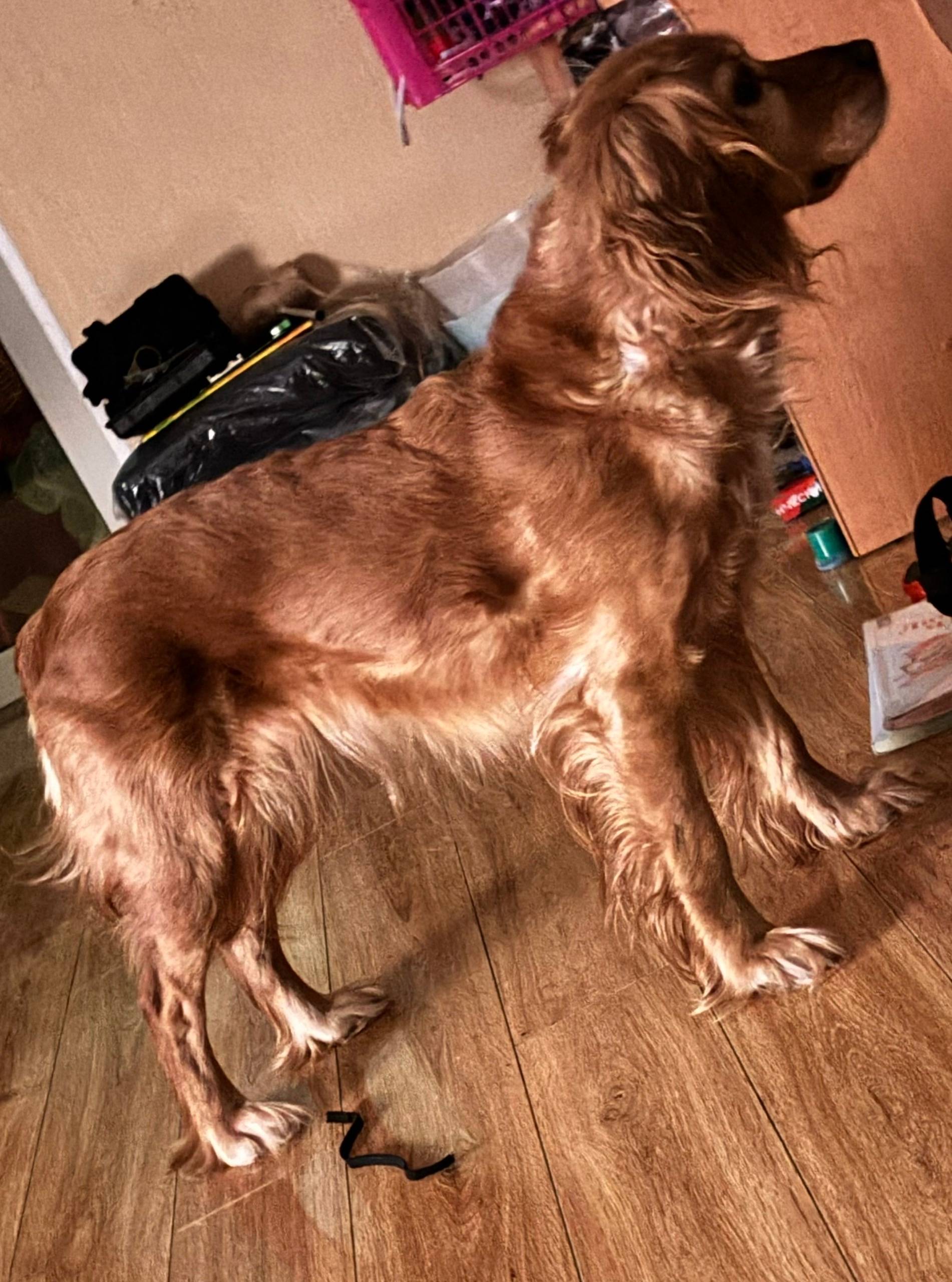 Найден щенок, Невидимка