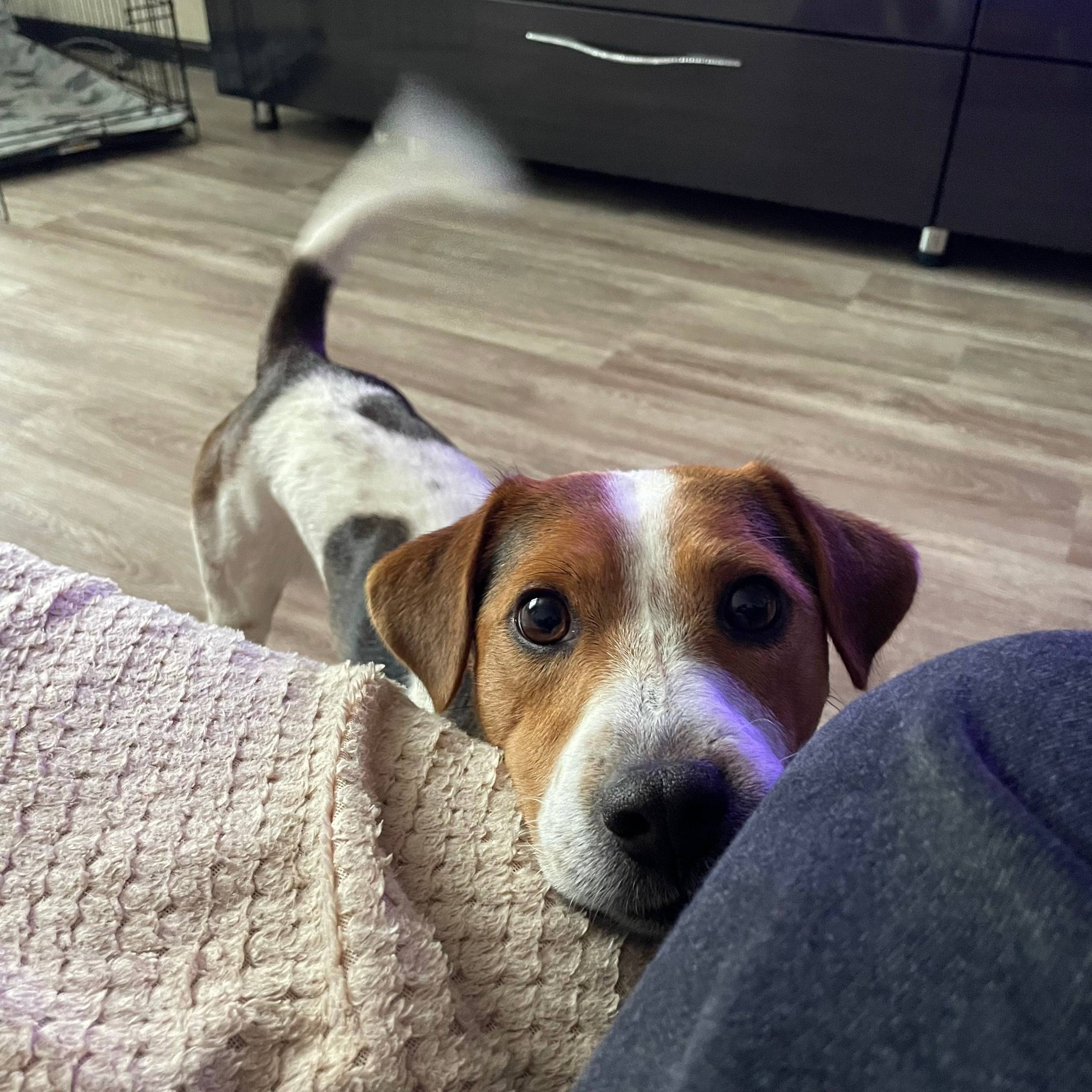 Пропал кобель, со стороны клина