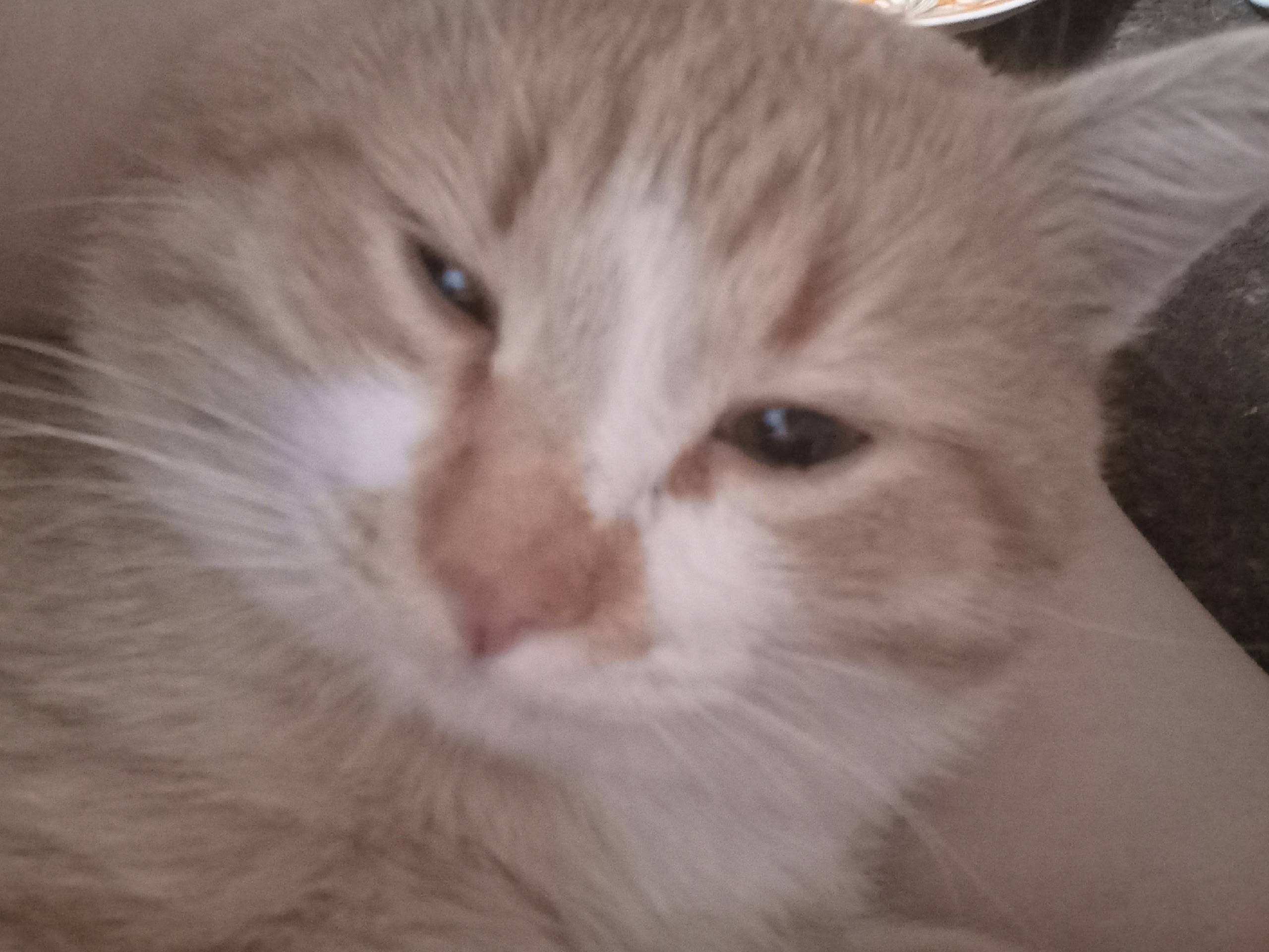 Пропал кот, вознаграждение нашедшему