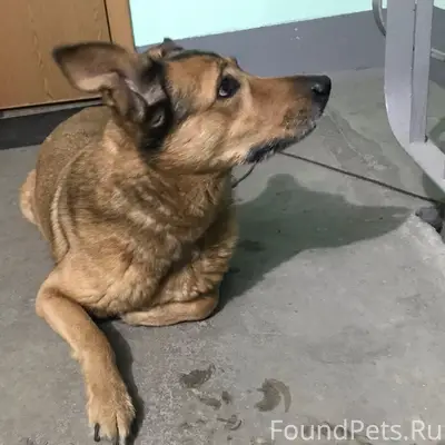 Найден а собака, Новое Девяткино