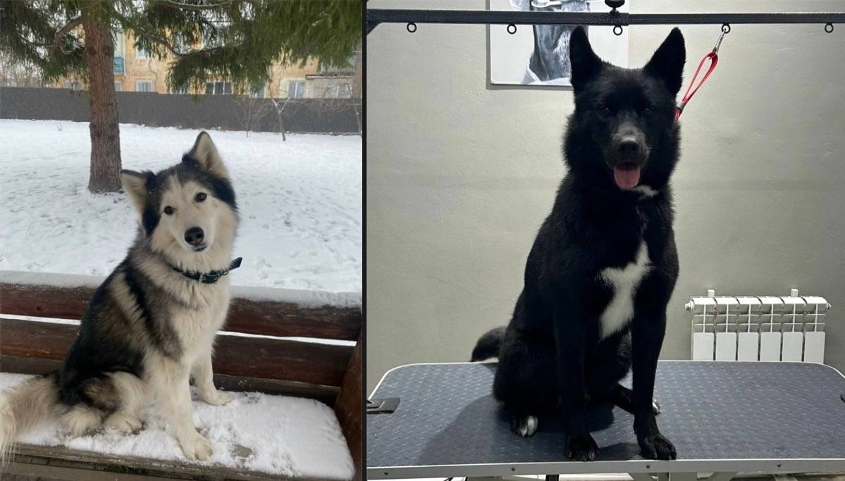 Пропал хаски Джой, Муром