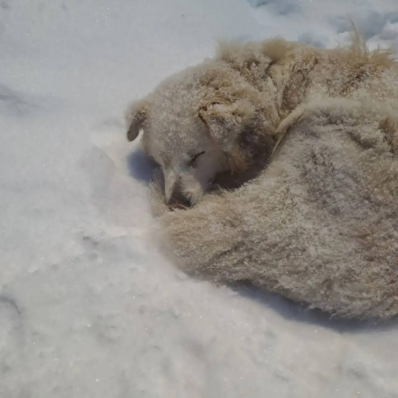 Найден щенок, метис золотого ретривера, ул. Промышленная