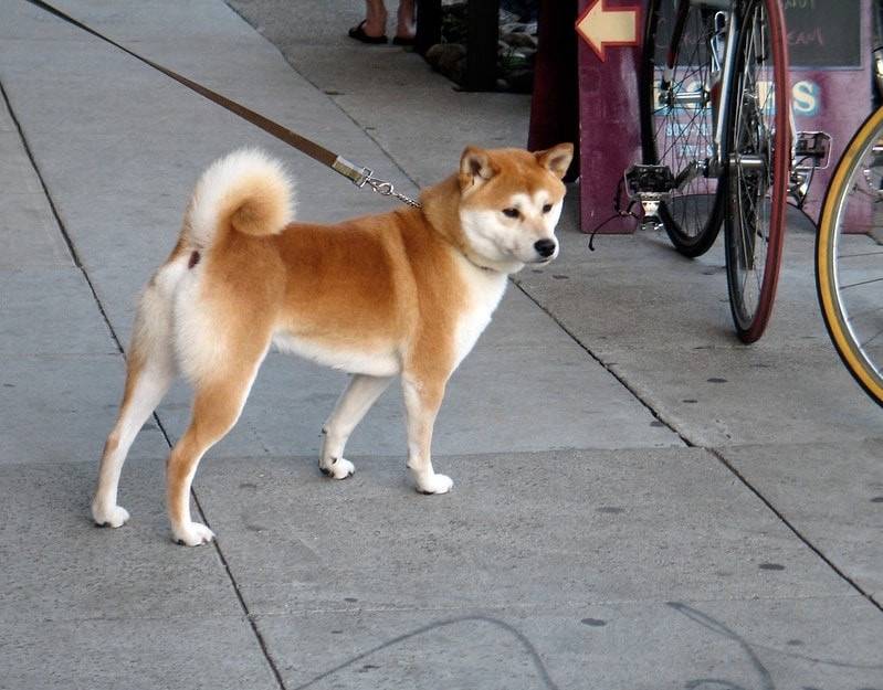 Пропала собака, мк-он, около 14 дома