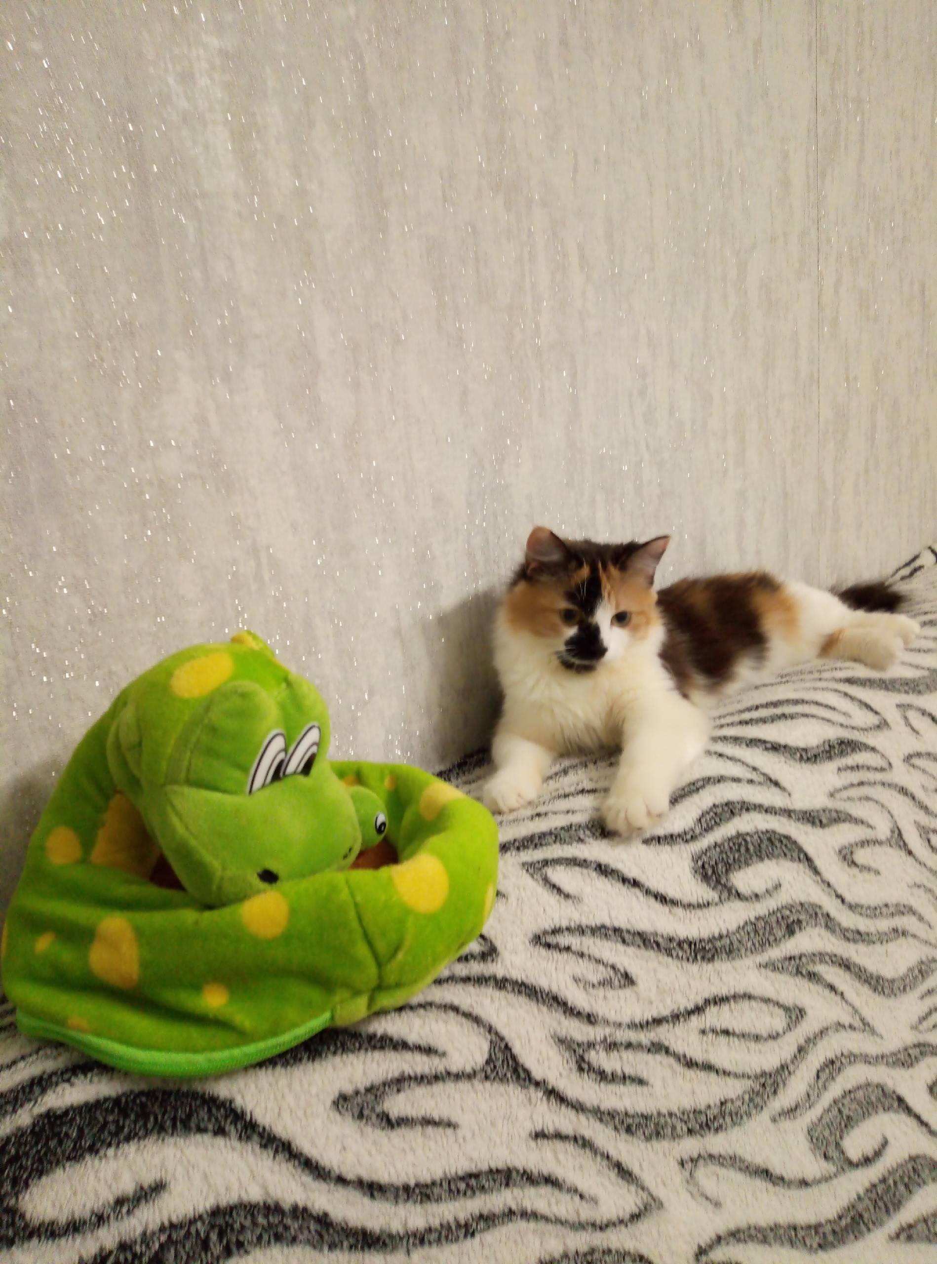 Пропала беспородная кошка, район старого вокзала