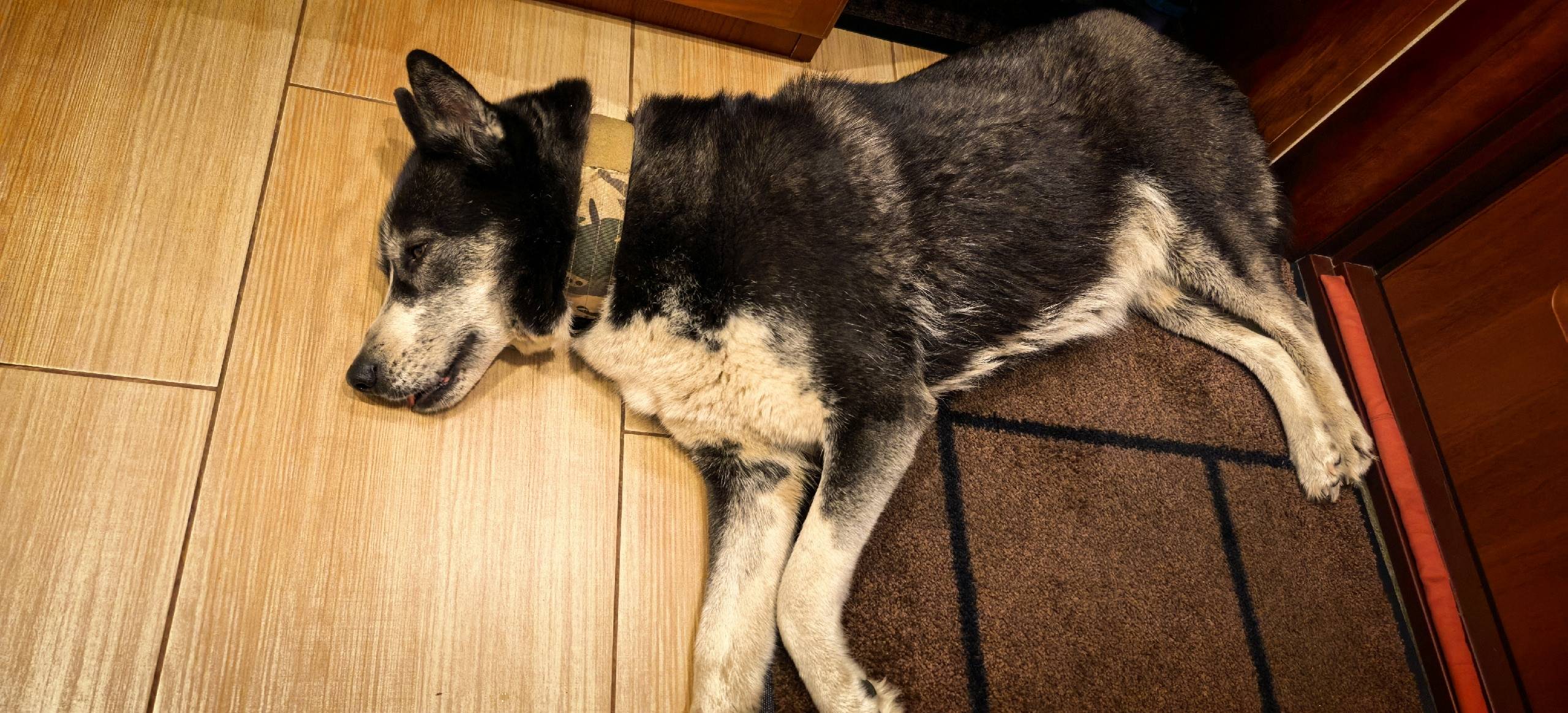 Найден щенок девочка, Кировский район