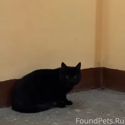 Найден кот без задней лапы, Владимирская/Лиговский