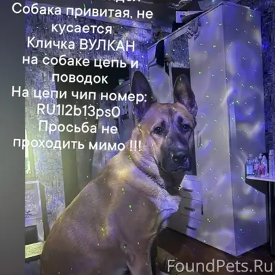 Пропал пёс Вулкан, Ждановский