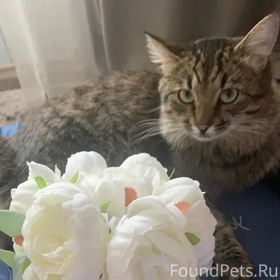 Пропал кот Фиат, район Китайская стена