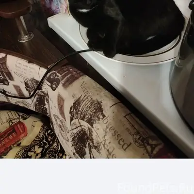 Пропал кот Барсик, Сергиевск район