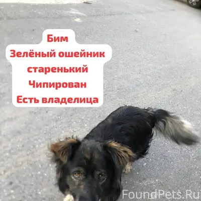 Пропали домашние собаки, Камское устье, Тетюшский район