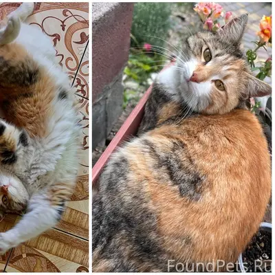 Пропала кошка, Симферополь