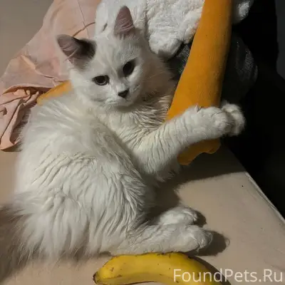 Пропал кот, район выставки