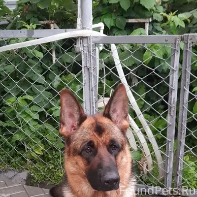 Пропала овчарка Афина, Заводской район Саратова