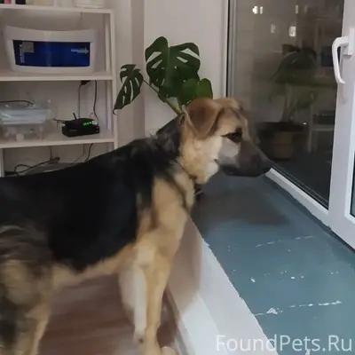 Пропал Рекс (возможно Мухтар), овчарка, Красный Мост