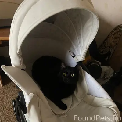 Пропал кот Тишка, Ул. Капитана Лямина 3