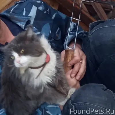 Пропал кот Пуша