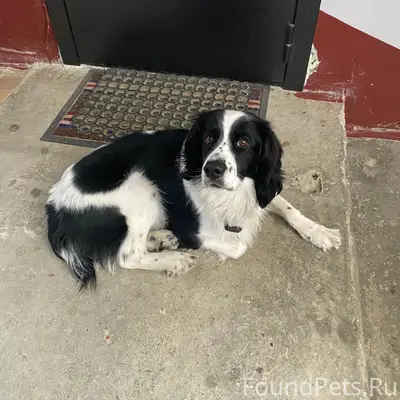 Найден тип собака, ул. Речная 145