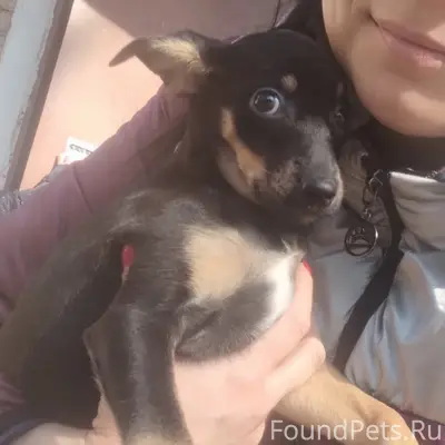 Пропала маленькая собака, район 25 школа