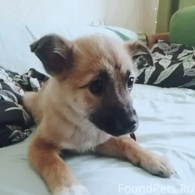 Найден щенок девочка в ошейнике, Курск