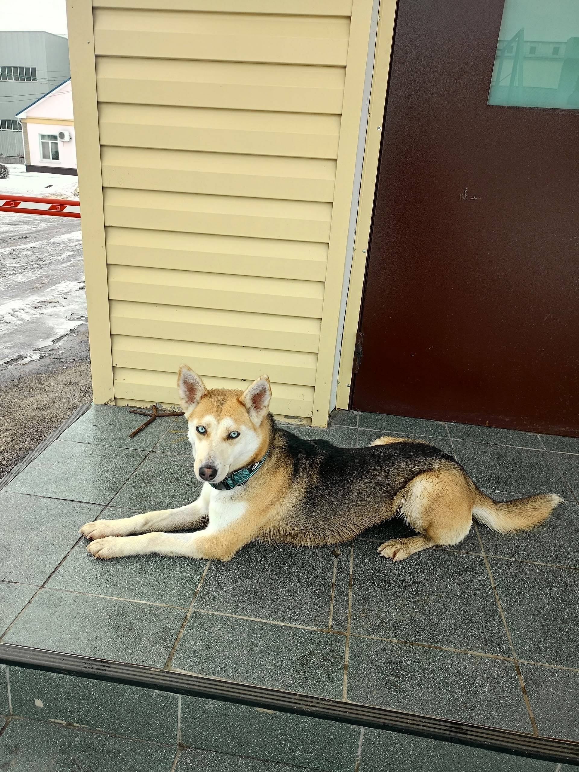 Найдена собака, [место не указано]