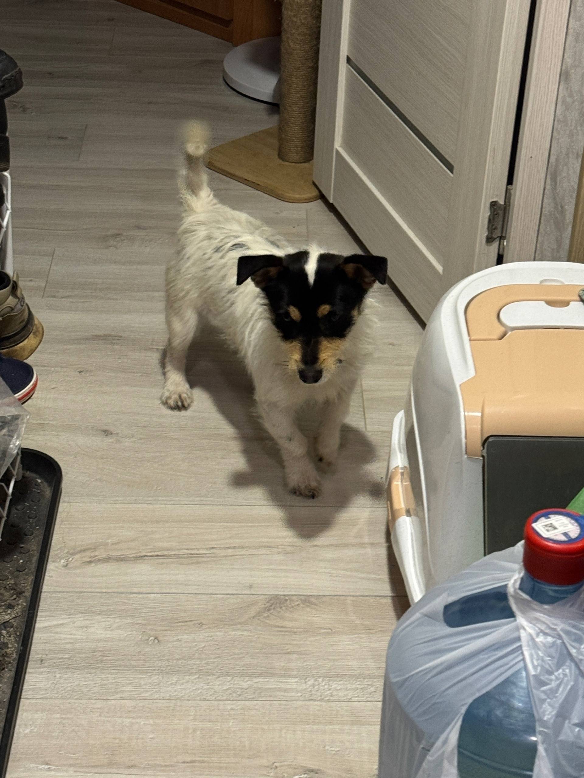 Найден пёс, Пролетарская 33