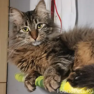 Пропал кот Копирка, Петровка