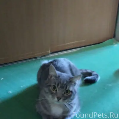 Найден котик, Молодёжная