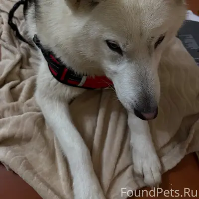 Найдена собака-девочка