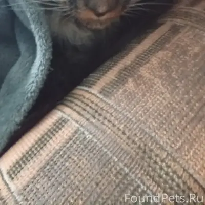 Пропал мейн-кун Барс, ул. Кавказ