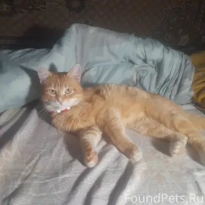 Пропал котёнок, верните за вознаграждение