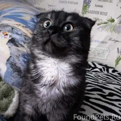 Пропал котёнок Пуся, район улицы Кирова