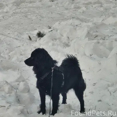 Пропала чёрная собака Яся, Климовск