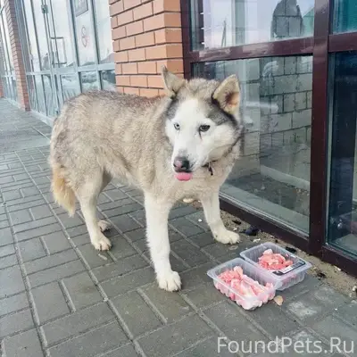 Найден Хаски, Малышево, Октябрьская 463/1