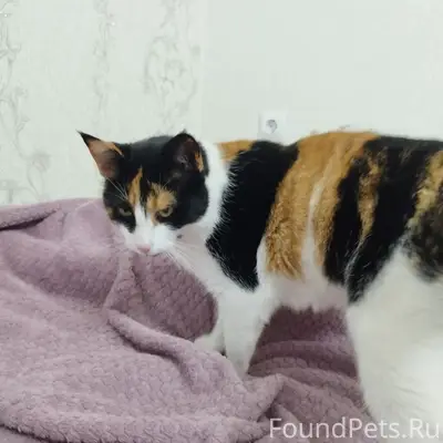 Пропала кошка Нюся, пересечение ул. 13 Ноября и Токарева