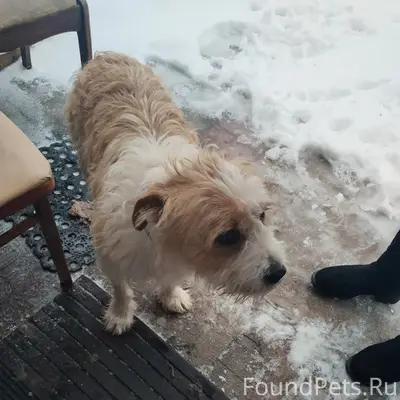 Пропал щенок, Самара, район больницы
