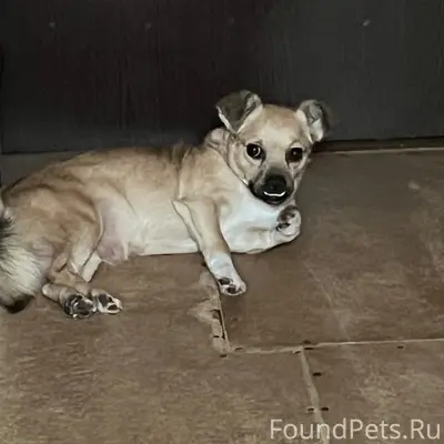 Пропала собака Джерси, Первомайская