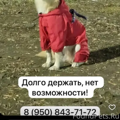 Найден тип собака, место не указано