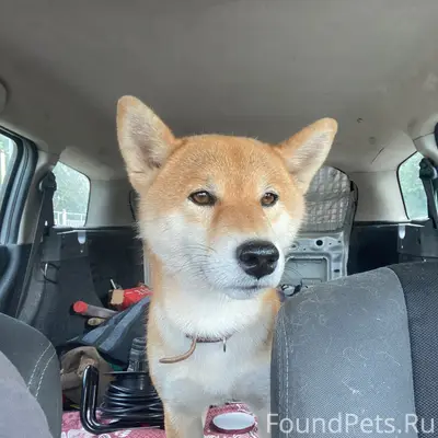Пропал Сиба Ину Рик, П Ивняки