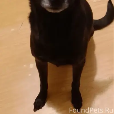 Пропал пёс, около Октябрьской 16