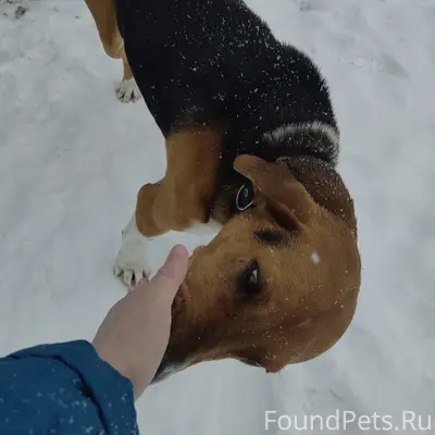 Пропала домашняя собака, Якеевская промбаза